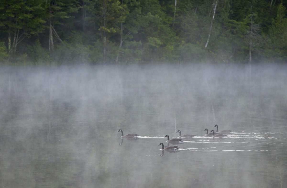 Canada, Quebec Canada geese in fog art print by Gilles Delisle for $57.95 CAD